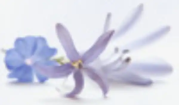 Virginia R. (Anderson) Skutley