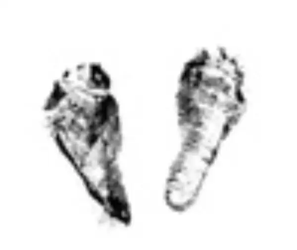 Caiden Michael Watson