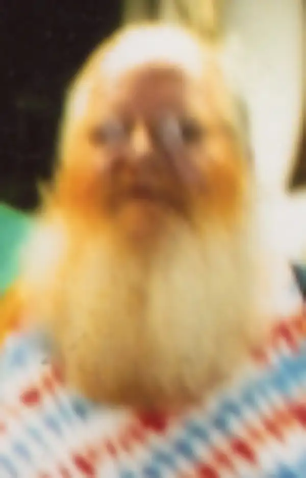 Jeffrey Dyer
