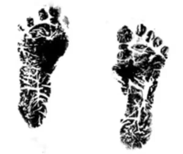 Joseph James Meola, III