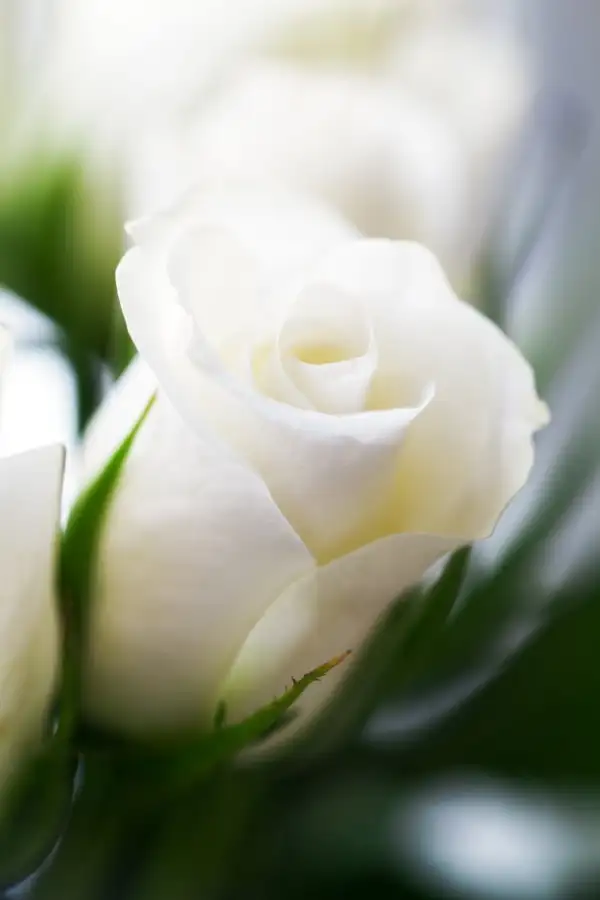 Marilyn Rose Shepherd