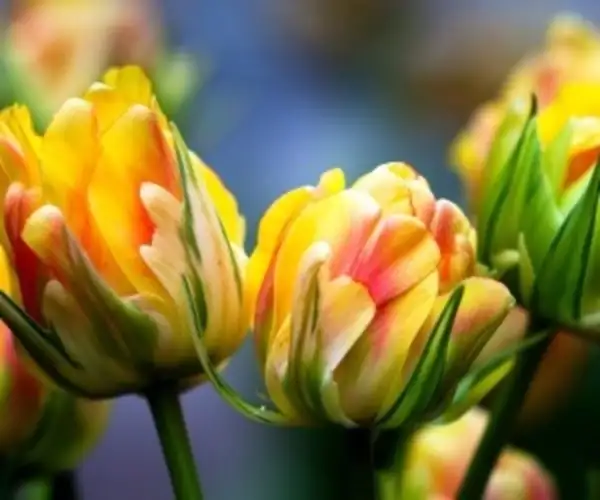 Traci Williams-Brown