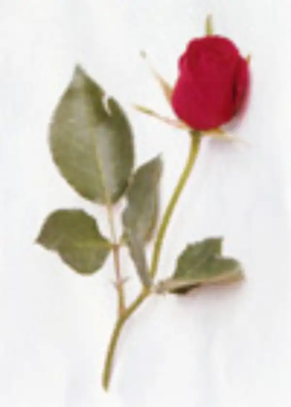 Frances Landers